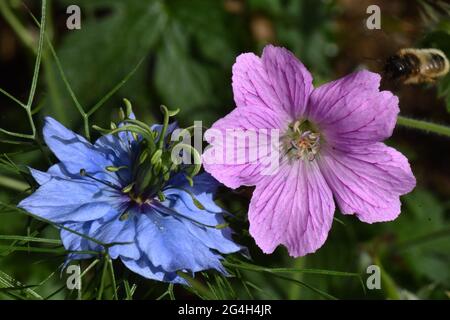 Gros plan d'un bleu Nigella damascena, amour-dans-un-brouillard, avec un rose Geranium, crâne dans un jardin Somerset. Banque D'Images