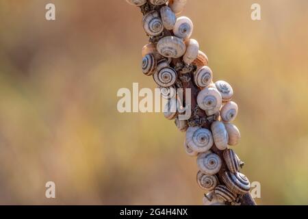 Il y a tellement d'escargots assis sur la brousse Banque D'Images