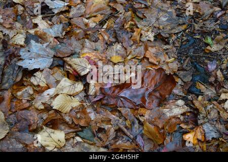 Couche de feuilles d'automne sur Appalachian Trail avec eau cousue et réfléchissant dans une feuille Banque D'Images