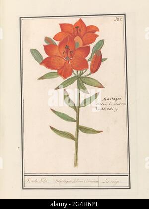 Nénuphars (lilium) ; nénuphars / Martagon. Lilium Cruentum / LIS Rouge. Nénuphar orange-rouge. En haut à droite, numéroté : 187. Sur la droite, le nom latin et le nom néerlandais. Partie du deuxième album avec des dessins de fleurs et de plantes. Neuvième des douze albums avec dessins d'animaux, d'oiseaux et de plantes connus vers 1600, réalisé par l'empereur Rudolf II Avec explication en néerlandais, latin et français. Banque D'Images