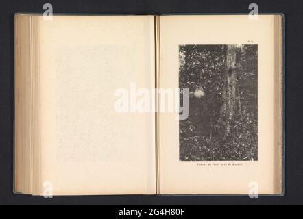 Struikgewa nabij Bogolo; Forêt bourrée près de Bogolo. . Banque D'Images