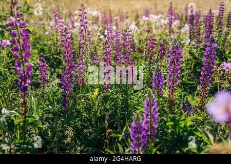 Fleurs de lupin pourpres des épis fleurissent dans le champ d'été. Paysage de prairie avec fleurs violettes le matin. Nature Banque D'Images