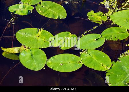 Nénuphars jaunes avec feuilles ovales flottantes en été Banque D'Images