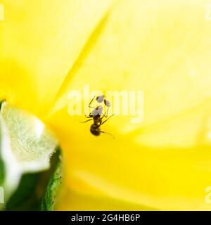 un fourmi qui ferme puche sur une rose jaune Banque D'Images