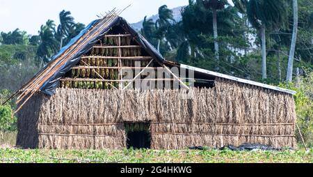 Maison de tabac à feuilles séchant dans la ferme cubaine, scène rurale Banque D'Images