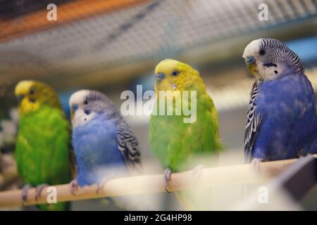 Des amis derrière le verre dans un magasin pour animaux de compagnie, des oiseaux à vendre en bleu et vert Banque D'Images