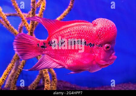 Fleur corne poisson cichlid. Poisson rouge dans l'aquarium. Banque D'Images
