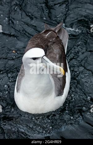 Mollymawk à capuchon blanc (tiy Albatross), Doubtful Sound, parc national du Fiordland, Île du Sud, Nouvelle-Zélande Banque D'Images