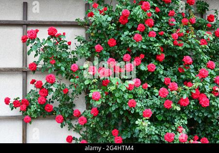 roses rouges sur un mur de maison Banque D'Images