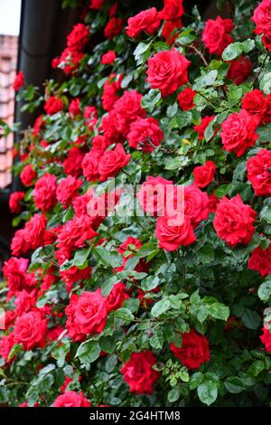 roses rouges sur un mur de maison Banque D'Images