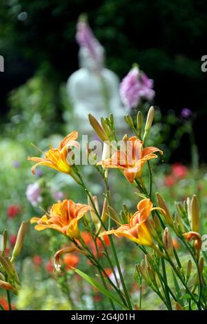 Gelbrote Taglie (Hemerocallis fulva) Banque D'Images
