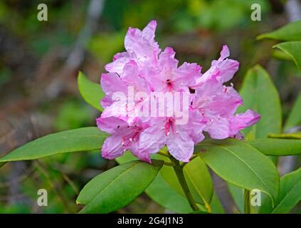 Portrait de la fleur d'un rhododendron rose du Pacifique, le Rhododendron macrophyllum, qui pousse dans les montagnes Cascade du centre de l'Oregon. Banque D'Images