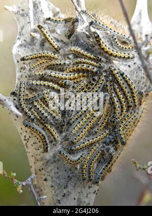 Un grand nid de chenilles de tente de l'Ouest, Malacosoma californicum, dans un cocon de soie, dans les montagnes Cascade du centre de l'Oregon. Banque D'Images