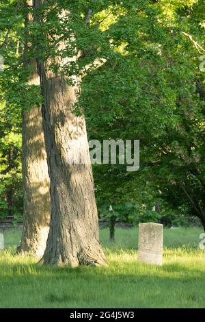 Pierres tombales dans un cimetière pacifique étant récupérées par la nature Banque D'Images