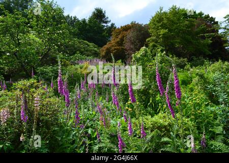 Foxgloves et la couleur en juin à Emmetts Garden, National Trust jardin près de IDE Hill et Brasted avec de belles vues Banque D'Images