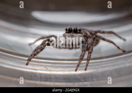 Gros plan d'une araignée de saut Menemerus semilimbatus Banque D'Images