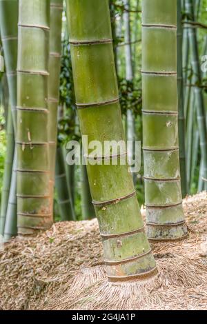 Gros plan de grands bambous dans une forêt au Japon. Banque D'Images