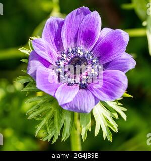 'De Caen' Anemone coquelicot, Bukettanemon (Anemone coronaria) Banque D'Images