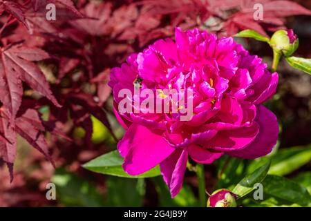 'Karl Rosenfield' jardin commun, Luktpion la pivoine (Paeonia lactiflora) Banque D'Images