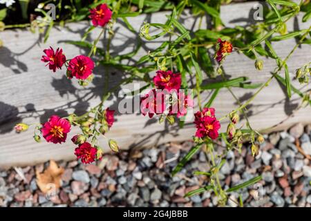 Roseraie « Cerise Queen », Solvända (hybride Helianthemum) Banque D'Images