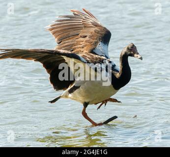 La petite OIE de Magpie, Anseranas semipalmata, avec des ailes étirées, sur une branche qui dépasse de l'eau d'un lac dans un parc urbain en Australie. Banque D'Images