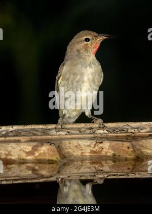 Femme Scarlet honeyeater, Myzomela sanguinolenta, dans un bain d'oiseaux de jardin et sur fond sombre dans le Queensland en Australie Banque D'Images