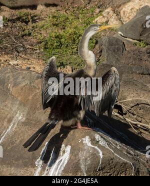 Darter à col de serpent australien, Anhinga novaehollandiae dessèchement de ses ailes de roches dans les parcs urbains Banque D'Images