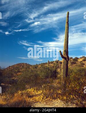 Saguaro cactus sur le parc de South Mountain à Phoenix Arizona atteignant vers le ciel bleu profond avec des nuages blancs plus sages Banque D'Images