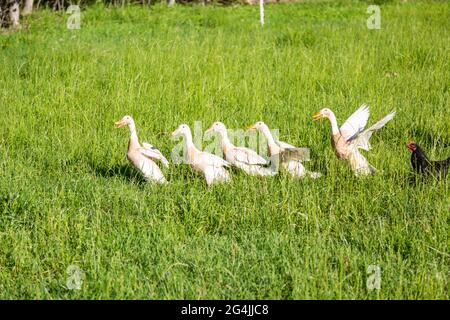 Un poulet noir suit cinq canards blancs de race indienne à travers la grande herbe de leur ferme biologique du comté de DeKalb près de Spencerville, Indiana, États-Unis. Banque D'Images