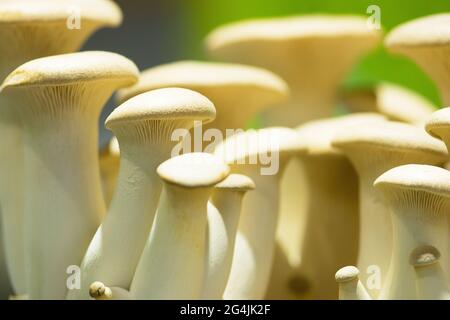 King Oyster champignon, eringi Banque D'Images