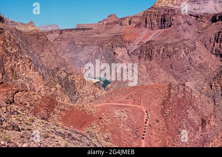 Train de mule sur la piste Kaibab au-dessus du fleuve Colorado, parc national du Grand Canyon, Arizona, U.S.A Banque D'Images