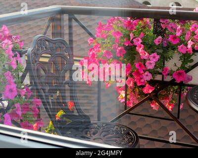 Vue sur le balcon par la vitre. De belles fleurs roses et une chaise en métal noir aux rayons du soleil levant. Banque D'Images