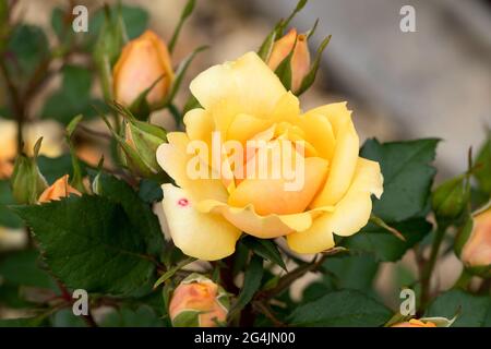 Grandes roses jaunes, parfumées, somptueuses, avec un bourgeon contre un arbuste à feuilles foncées au printemps. Fleurs de rose jaune sur le rosier dans le jardin à Banque D'Images