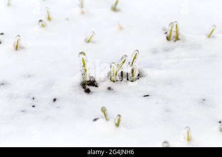 Le champ de blé est recouvert de neige en hiver. Blé d'hiver recouvert de glace pendant le gel. Herbe verte, pelouse sous la neige. Moissonner par temps froid. Culture du grain c Banque D'Images