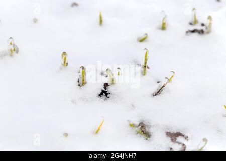 Le champ de blé est recouvert de neige en hiver. Blé d'hiver recouvert de glace pendant le gel. Herbe verte, pelouse sous la neige. Moissonner par temps froid. Culture du grain c Banque D'Images