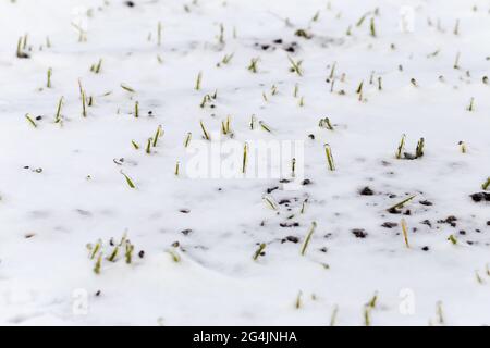 Le champ de blé est recouvert de neige en hiver. Blé d'hiver recouvert de glace pendant le gel. Herbe verte, pelouse sous la neige. Moissonner par temps froid. Culture du grain c Banque D'Images