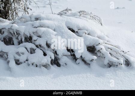 Branches d'arbres et de plantes couvertes de glace. Paysage d'hiver après givrage. La nature en hiver. Arbres après une pluie verglacée. L'hiver est arrivé. Banque D'Images