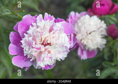 Peony Bark Stubbs - de magnifiques fleurs en forme d'anémone qui ressemblent à une soucoupe à pourpre rose, composée des pétales inférieurs, courbées à angles droits, et Banque D'Images