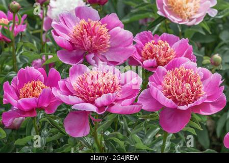 Peony Neon - l'un des plus populaires 'japonais'! Les inflorescences sont de couleur rose-lilas à deux rangées, en forme de tasse. Banque D'Images