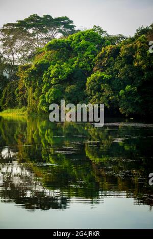 Paysage de Panama avec forêt tropicale luxuriante en début de matinée lumière dans l'un des sidearms de Rio Chagres / Lac de Gatun, République de Panama, Amérique centrale. Banque D'Images