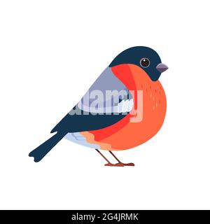 Bullfinch est un petit oiseau de passereau de la famille finch, Fringillidae. Pyrrhula pyrrhula. Oiseau dessin plat style beau caractère d'ornithologie Illustration de Vecteur