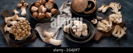 Variété de champignons crus sur fond sombre. Cognep alimentaire végétalien. Panorama Banque D'Images