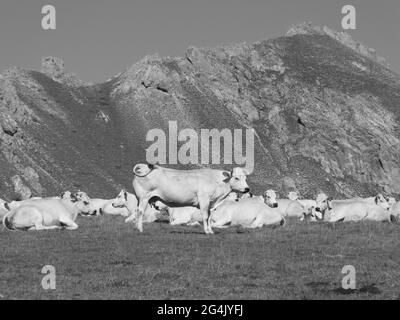 Troupeau de vaches se reposant devant la chaîne de montagnes Banque D'Images