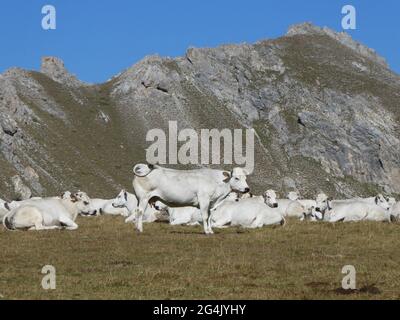 Troupeau de vaches se reposant devant la chaîne de montagnes Banque D'Images