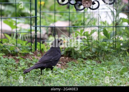 Blackbird dans le jardin à la recherche d'insectes. Banque D'Images