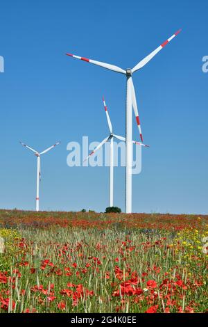 Éoliennes et fleurs de pavot rouges vues en Allemagne Banque D'Images