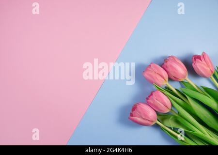 Tulipes roses fleurs sur fond rose et bleu. Carte pour la fête des mères, 8 mars, joyeuses Pâques, Saint Valentin, anniversaire. En attente du printemps. Accueil c Banque D'Images