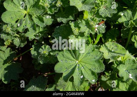 Feuilles vertes de manteau de dame ou Alchemilla avec des gouttes de rosée Banque D'Images