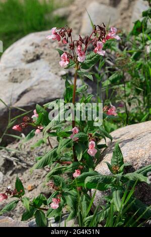Impatiens glandulifera, le balsam himalayan, est une grande plante annuelle originaire de l'Himalaya. Il est considéré comme une espèce envahissante dans de nombreuses régions. Banque D'Images