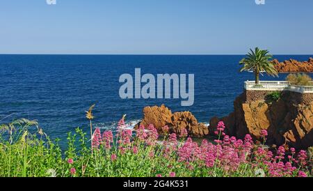 FRANCE. VAR (83). CÔTE D'ESTEREL. CORNICHE DORÉE Banque D'Images